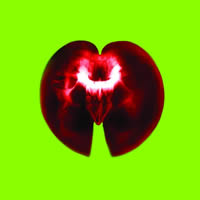 Anatomy 1<br>2012, 100x100 , composit, digital printing with UY-curable inks